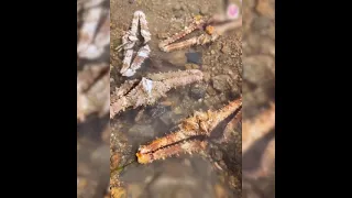 Catching Seafood 🦀🐙 Deep Sea Octopus (Catch Crab, Catch Fish, Shark) - Tik Tok