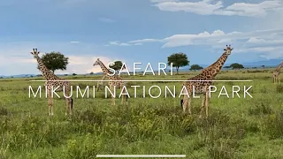 Safari in Tanzania, Mikumi National park или Сафари в Танзании, Национальный парк Микуми