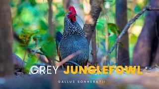 Grey Junglefowl - Male | Vansda National Park  #junglefowl #nikonp1000