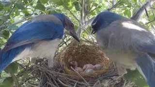 New Chicks in Scrub Jay Nest - Series Highlights 4-20-2015 V17634