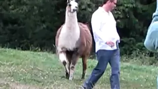 Funny Llama Attack as seen on TV!!