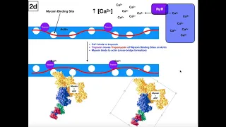 Excitation-Contraction Coupling in Skeletal Muscle [Part 2/2]