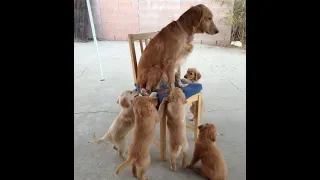 😺 Give mom a rest! 🐕 Funny video with dogs, cats and kittens! 😸