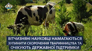НААН та Міністерство агрополітики України збережуть унікальну породу айширських корів!