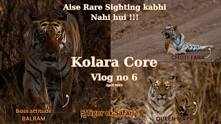 Aise Rare Sighting Kabhi Nahi Hui | Kolara Core #tadoba #RoaringBorderlands#junglesafari