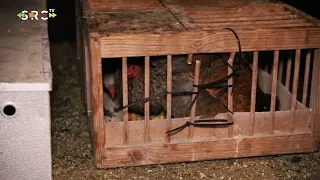 Kippen en konijnen gered bij schuurbrand achter woning in Maurik