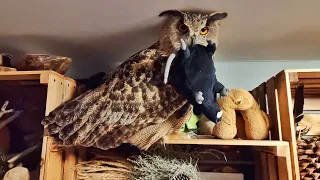 Owl Yoll on the top shelf packs toys