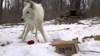 Atka: BarkBox Enrichment