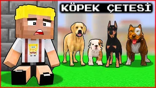 EFEKAN'IN KÖPEĞİ EVDEN KAÇTI VE KÖPEK ÇETESİNE KATILDI! 😱 - Minecraft