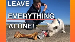 How To Train Your Dog To Leave EVERYTHING Alone -- EVERYWHERE!