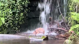 🌿Relaxing Small Waterfall One-Hour Video - De-Stress and Find Peace🌿