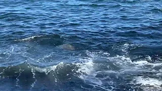 Sea Turtles at Punalu'u Black Sand Beach (Pahala, HI) #hawaii #oceansounds #seaturtles #honu