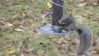 Twirl-A-Squirrel video