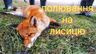 Полювання на лиса Fox Hunting 🦊