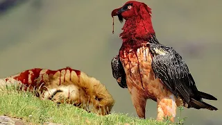 15 Most Dangerous Birds On The Planet