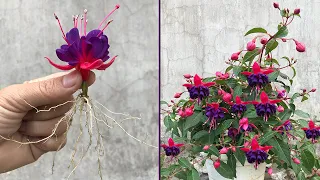 Tips for breeding Fuchsia from flower buds