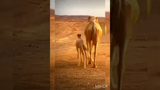 ,,camel dance,,😂