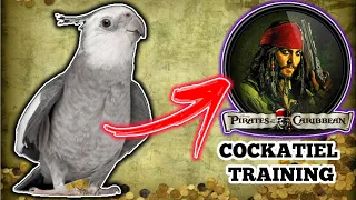 Singing training for cockatiel - Pirates of the Caribbean movie theme [COCKATIEL WHISTLE TRAINING]