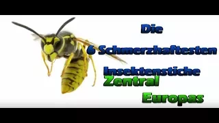 Die 6 Schmerzhaftesten Insekten die es bei uns gibt!