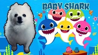 BABY SHARK em CACHORRÊS