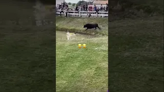 Stupid people mess with wrong animal