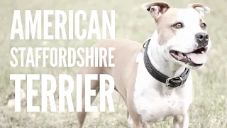 Der American Staffordshire Terrier - Rasseportrait