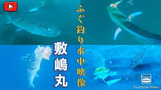 敷嶋チャンネル　外房大原　ショウサイフグカットウ釣り　水中映像