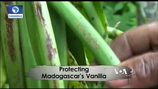 Protecting Madagascar's Vanilla |Africa 54|