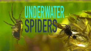 Spiders: They Also Live Underwater.