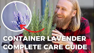 Grow AMAZING Lavender in Containers From Seed (No Cold Stratifying)