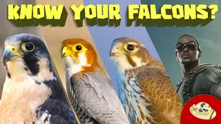 Which Falcon is like The Falcon? Animal & Superhero Comparison!