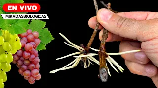 🔴BIO - Enraizar Esquejes de Plantas de Uvas - Parra🍇