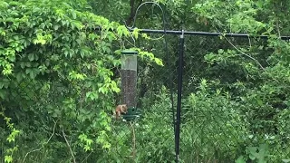 Droll Yankee anti-squirrel spinning bird feeder