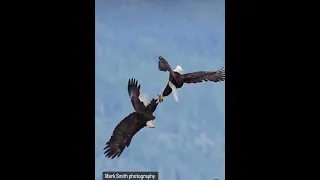 The bald Eagle's impressive courtship cartwheel