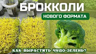 Микрозелень брокколи Инструкция по выращиванию | Народные Семена