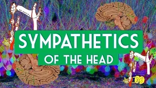 Sympathetics to the head