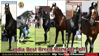 Top 10 Indian horse  breed in Bast  Colt  2021