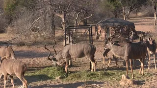 AAS Kudu Bull Bow Hunt