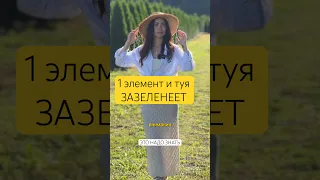 Не перекормите ТУЮ! Добавьте всего 1 удобрение