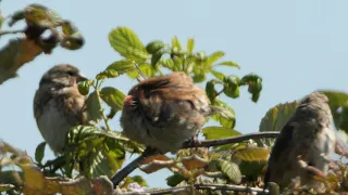 PANASONIC G9 WITH OLYMPUS 300mm  F4 LENS & MC20 2X  EXTENDER FILMING BIRDS STILL HAPPY IN SUMMER