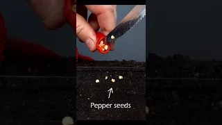 Growing chili pepper plant from seed #greentimelapse #gtl #timelapse