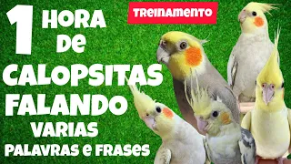 1 Hora de Calopsitas Falando para Ensinar a Sua a Falar | Treinamento para calopsita 🦜🐦🗨️