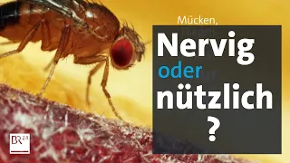 Nervige Insekten - wie nützlich sind sie? | BR24