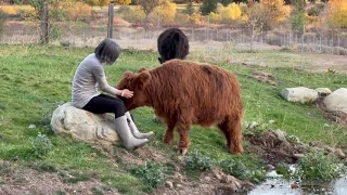 Sharing our land with our Animals at Patina Farm