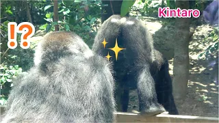 Gorilla◆ Kintaro sticks out his butt to be pampered by Mom.【Momotaro family