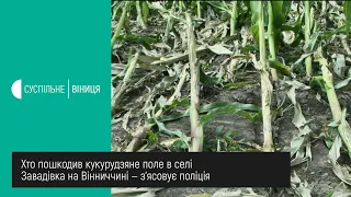 15.07.2020. Хто пошкодив кукурудзяне поле в селі Завадівка на Вінниччині — з'ясовує поліція