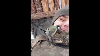 #shorts #Ucrania A bird on the Ukrainian soldier.