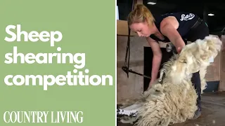 Sheep Shearing Competition | Country Living