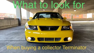 Important things to look for when buying 2003-2004 Terminator SVT Cobra collection Buyer guide