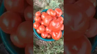 Міне Результат 👍👍👍. 🍅🍅🍅 #помидор#қызанақ#салатизпомидора #здоровье